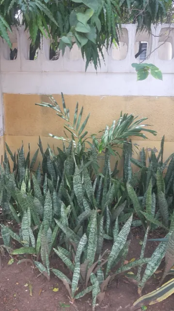 Snake Plant (Dracaena trifasciata)