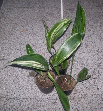 Cast-Iron Plant (Aspidistra elatior)