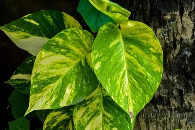 Pothos / Devil's Ivy (Epipremnum aureum)