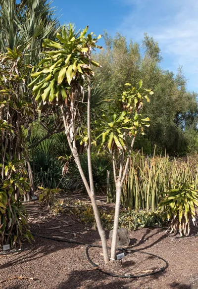 Corn Plant (Dracaena fragrans)