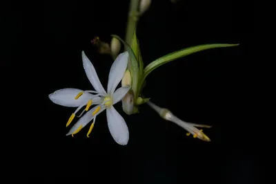 Spider Plant (Chlorophytum comosum)