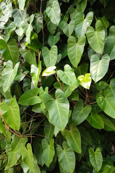 Heartleaf Philodendron (Philodendron hederaceum)