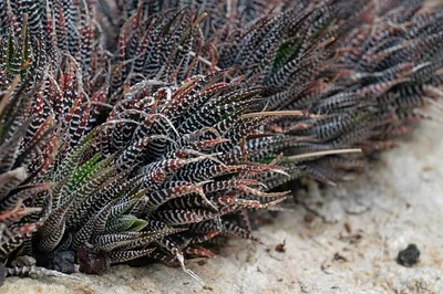 Zebra Haworthia (Haworthiopsis attenuata)