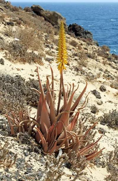 Aloe Vera (Aloe vera)