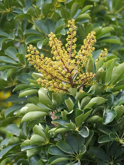 Dwarf Umbrella Tree (Heptapleurum arboricola)