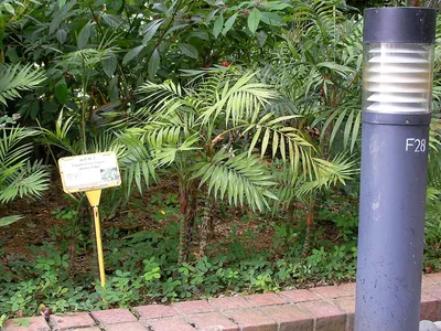 Parlour Palm (Chamaedorea elegans)