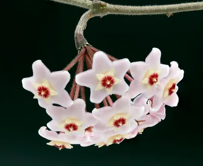 Wax Plant (Hoya carnosa)