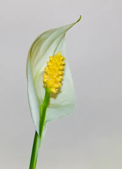 Peace Lily (Spathiphyllum wallisii)