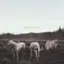 Foxing — The Albatross (2013)