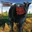 blink-182 — Dude Ranch (1997)