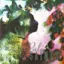 Pale Saints — The Comforts of Madness (1990)