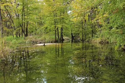 Spicewood
