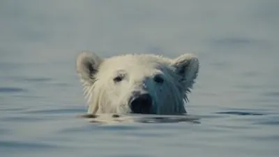 Nuisance Bear (2026)