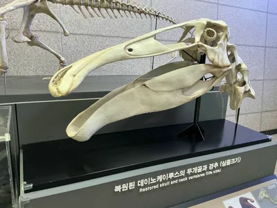 Deinocheirus