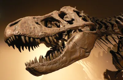 Tyrannosaurus