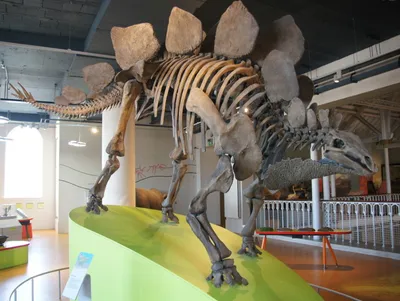 Stegosaurus