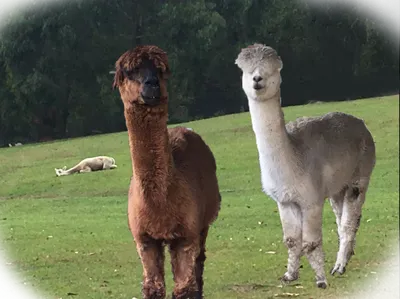 Grass Mud Horse