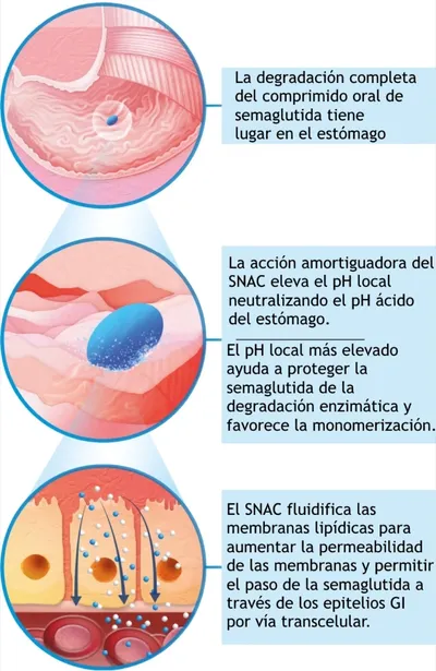 Semaglutide